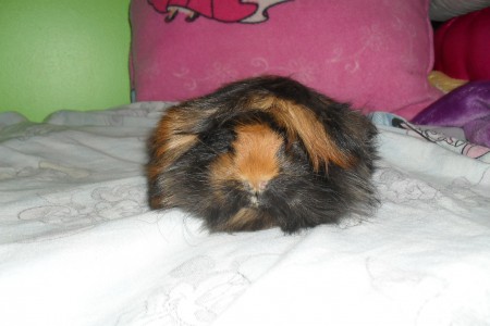 Maman Cochon d'inde Péruviens